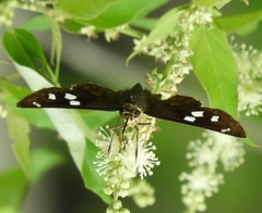 Polygonus leo arizonensis