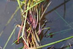 Eleocharis obtusa