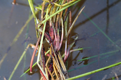Eleocharis obtusa
