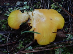 Hygrocybe quieta