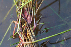 Eleocharis obtusa