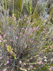 Erica melanacme