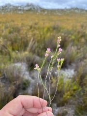 Erica melanacme