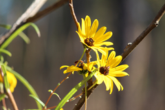 Helianthus simulans