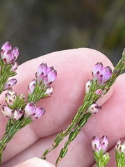 Erica melanacme