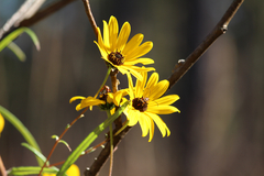 Helianthus simulans