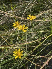 Bidens mitis