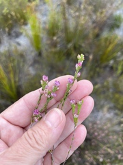 Erica melanacme