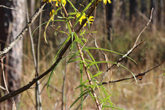 Helianthus simulans