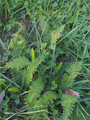 Achillea