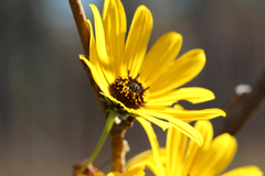 Helianthus simulans