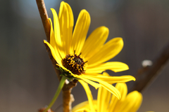 Helianthus simulans