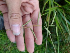 Paspalum scrobiculatum