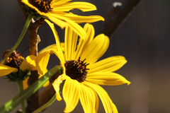 Helianthus simulans
