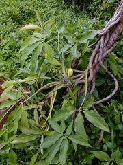 Syngonium podophyllum