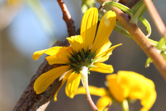 Helianthus simulans