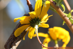 Helianthus simulans