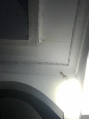 Gekko gecko