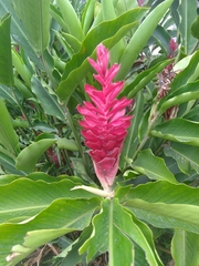 Alpinia purpurata