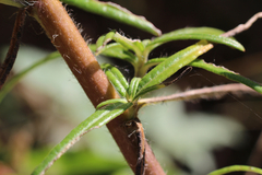 Helianthus simulans