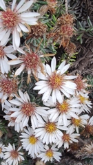 Diplostephium ericoides