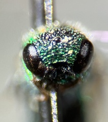 Caenochrysis
