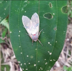 Idalus erythronota
