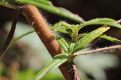 Helianthus simulans