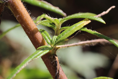 Helianthus simulans