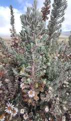 Diplostephium ericoides