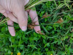 Fimbristylis dichotoma