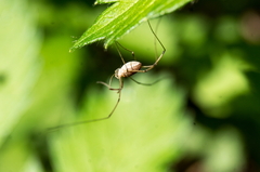 Hadrobunus maculosus