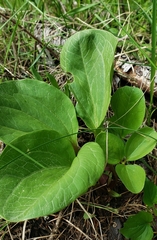 Trillium petiolatum