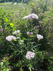 Eupatorium lindleyanum