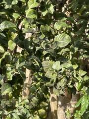 Lyonia ligustrina