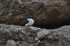 Pygochelidon cyanoleuca