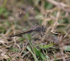 Brachythemis leucosticta