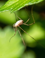 Hadrobunus maculosus