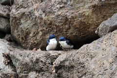 Pygochelidon cyanoleuca