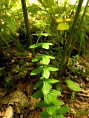 Cruciata glabra