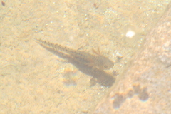 Triturus carnifex
