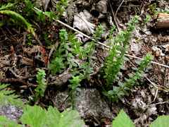 Cruciata glabra