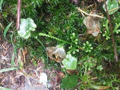 Selaginella douglasii