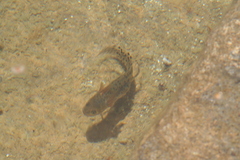 Triturus carnifex