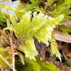 Ctenidium molluscum