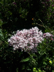 Eupatorium lindleyanum