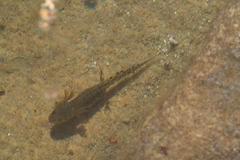 Triturus carnifex