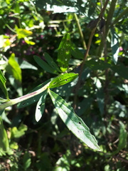 Eupatorium lindleyanum