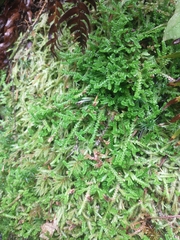 Selaginella douglasii