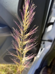 Dichelachne micrantha